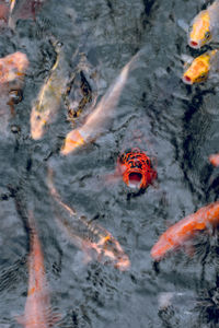 High angle view of koi carps swimming in lake