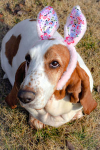 Close-up of dog wearing easter costume 