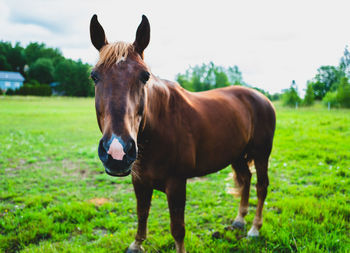 Horse standing on field