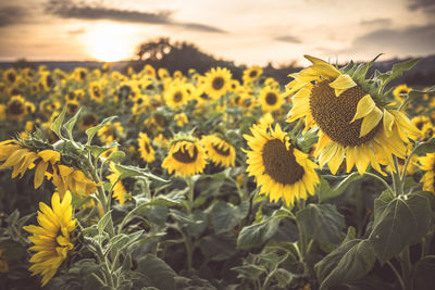 Close-up of sunflowers growing in field