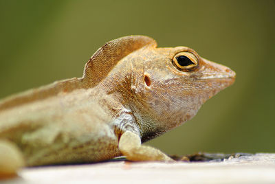 Close-up of lizard