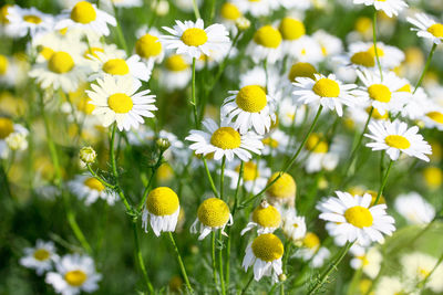 Close-up of white camomille on the nature or in the garden. floral background.