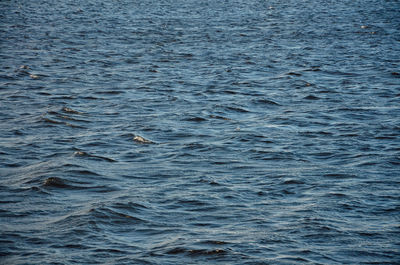 View of fish swimming in sea