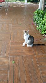 High angle view of cat on hardwood floor