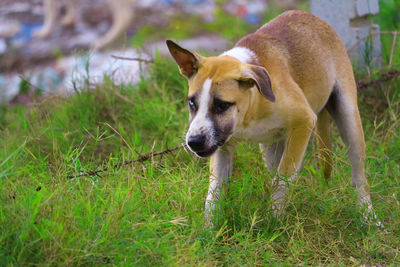 Dog looking away on field