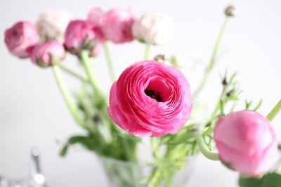 Close-up of pink flowers blooming outdoors