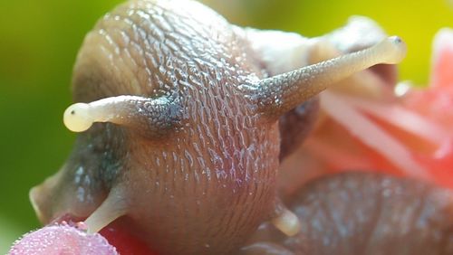 Close-up of snail