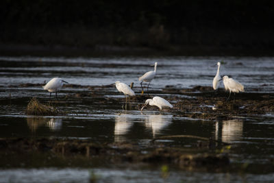 Flock of birds in lake