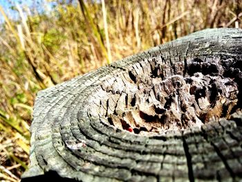 Close-up of tree stump