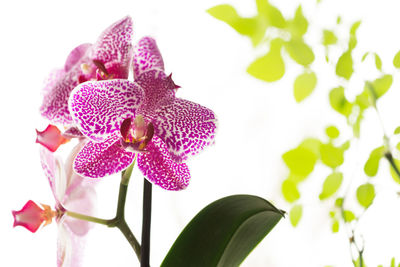 Close-up of pink flowering plant