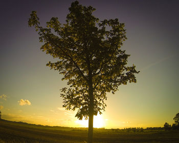 Sun shining through trees on field