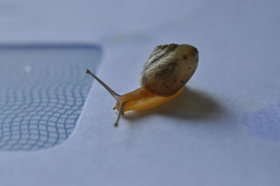 Close-up of snail