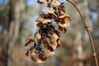 Close-up of wilted plant hanging from tree