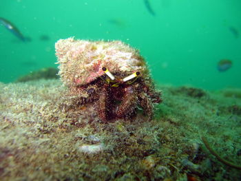 Close-up of fish underwater