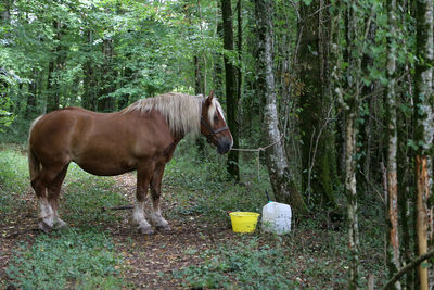 Horse standing in a forest