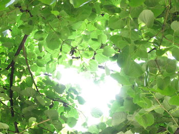 Low angle view of leaves growing on tree