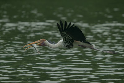 Side view of bird carrying fish in mouth while flying over lake