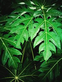 Close-up of green leaves