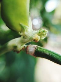 Close-up of insect on plant