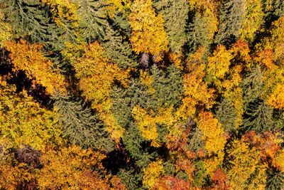 High angle view of trees in forest during autumn