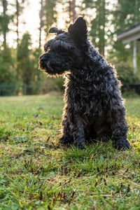 Dog sitting on field