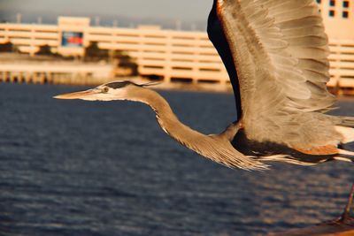 Close-up of seagull flying over lake