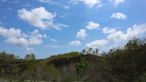 Low angle view of trees on field against sky