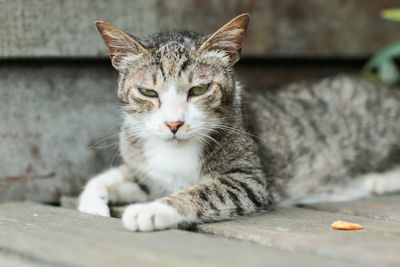 Close-up portrait of a cat