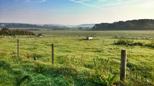 Scenic view of grassy field against sky