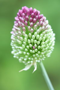 Close-up of pink flower