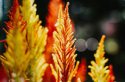 Close-up of orange flowering plant