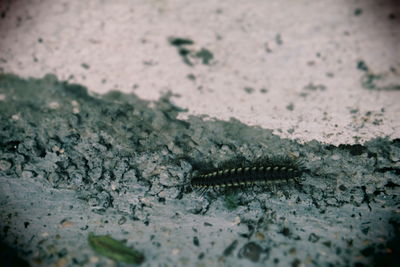 Close-up of insect on white background