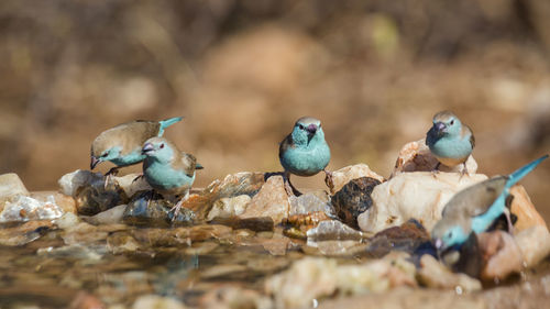 Close-up of birds perching on rock