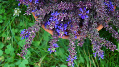 Close-up of bumblebee pollinating on purple flowering plants