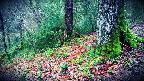 Trees in forest during autumn