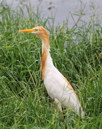 Close-up of a egret bird on grass