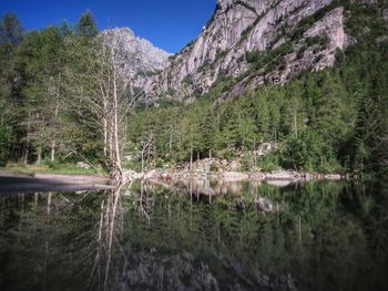 Scenic view of lake by trees in forest
