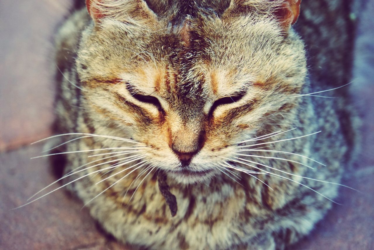 CLOSE-UP OF CAT WITH EYES