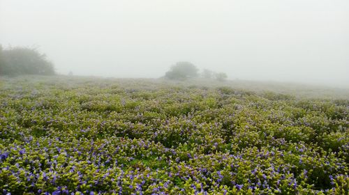 Scenic view of landscape during rainy season