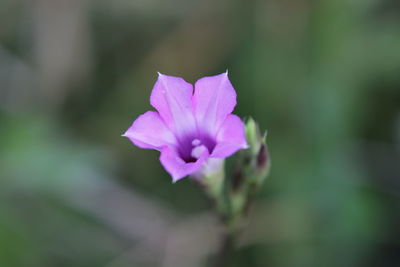 Close-up of pink flower