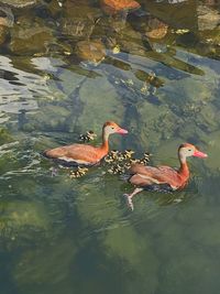 High angle view of ducks swimming on lake