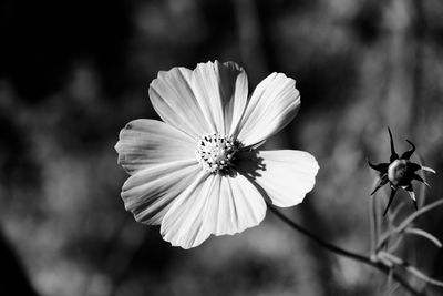 Close-up of white flowering plant