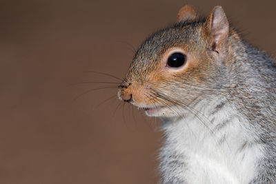 Close up head shot of a grey squirrel with copy space