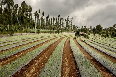 Scenic view of agricultural field against sky