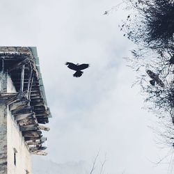 Low angle view of eagle flying against sky