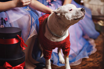 Close-up of man with dog standing on floor