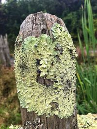 Close-up of lichen on tree stump