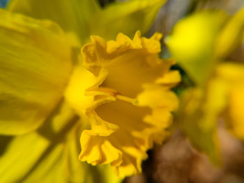 Close-up of yellow flowering plant