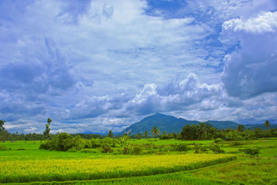 Scenic view of agricultural field against sky