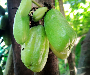 Close-up of fruits on tree